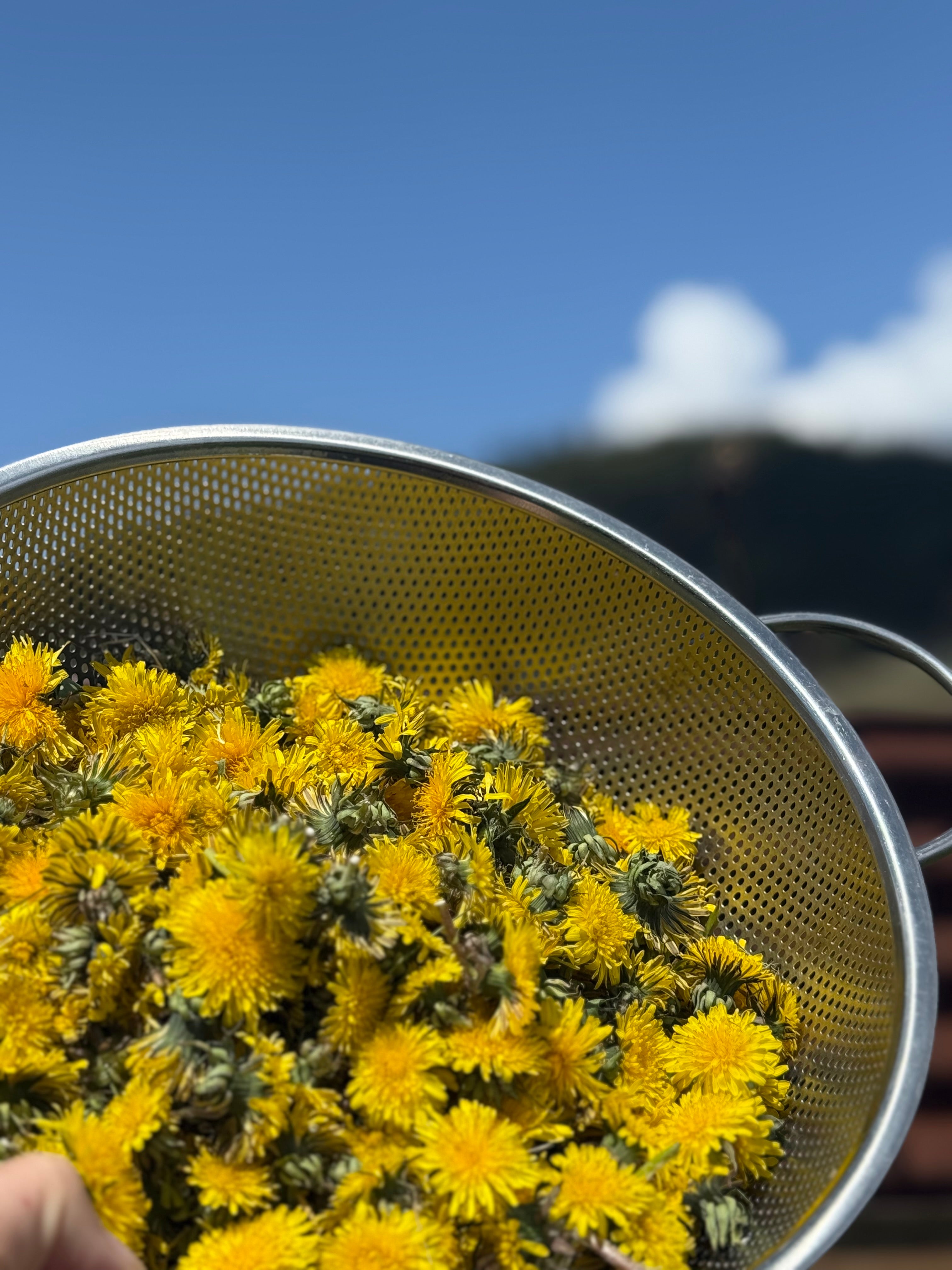 Healing Sunshine Salve (pre-order available now)